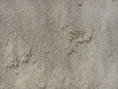 ทรายละเอียด