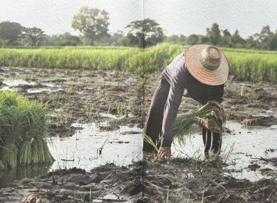 หนังสือข้าว ต้นธารอารยธรรมไทย