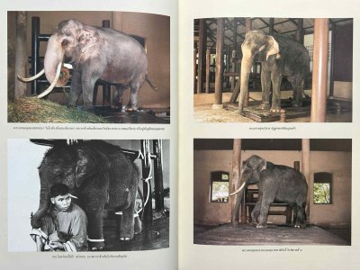หนังสือ BOXSET ชุดช้างราชพาหนะ พิมพ์เก่าปี 42 สภาพไม่ผ่านใช้ เล่มใหญ่มาก