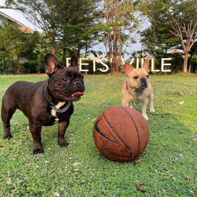pet's ville park