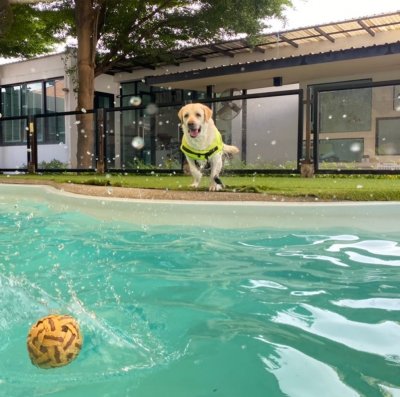 pet's ville pool