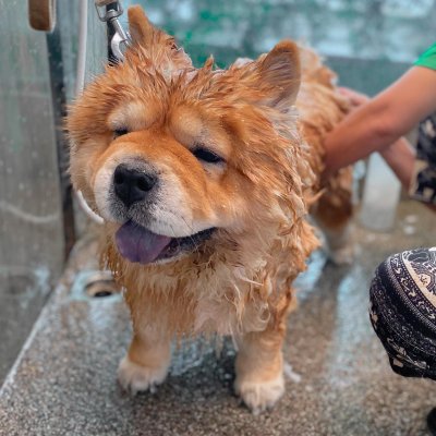 pet's ville DOG  SHOWER & DRY