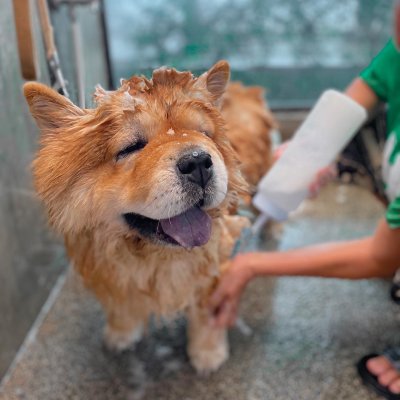 pet's ville DOG  SHOWER & DRY