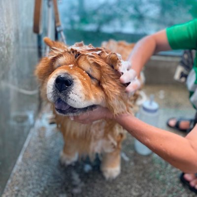 pet's ville DOG  SHOWER & DRY