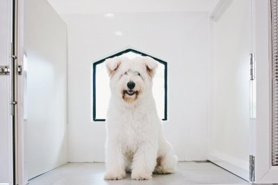 pet's ville dog hotel