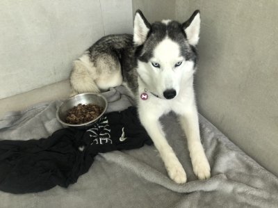 pet's ville dog hotel
