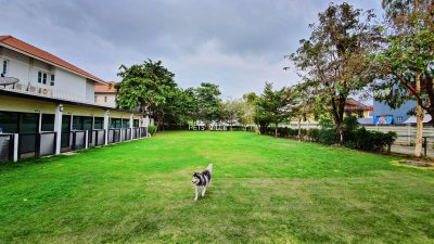pet's ville park