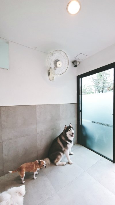 pet's ville dog hotel