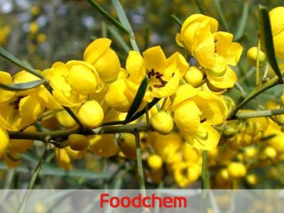 Eucalyptol (ยูคาลิปตอล)