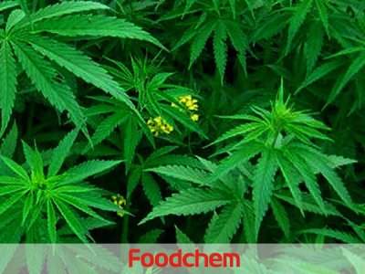 Eucalyptol (ยูคาลิปตอล)