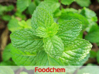 Peppermint Oil (น้ำมันเปปเปอร์มินต์)