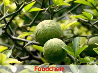 Citrus Aurantium Extract (สารสกัดจากส้มซ่า) – Synephrine (ซินเนฟรีน)