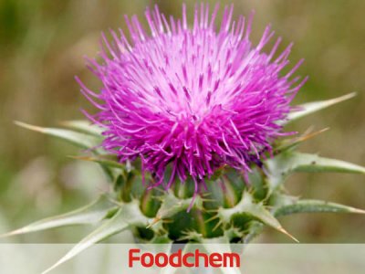 Milk Thistle Extract (สารสกัดจากมิลค์ทิสเซิล) – Silymarin (ซิลีมาริน)