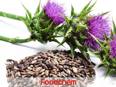 Milk Thistle Extract (สารสกัดจากมิลค์ทิสเซิล) – Silymarin (ซิลีมาริน)