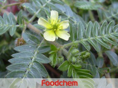 Tribulus Terrestris Extract (สารสกัดจากโคกกระสุน) – Saponins (ซาโปนิน)