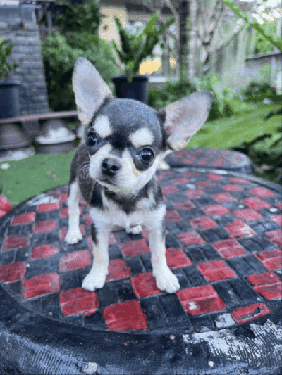 ผู้หญิง ขนสั้น น้อง มินนี่ (Minnie)