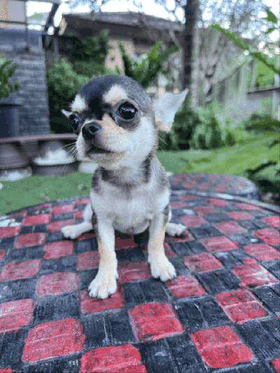 ผู้หญิง ขนสั้น น้องโคลอี้ (Chloe)