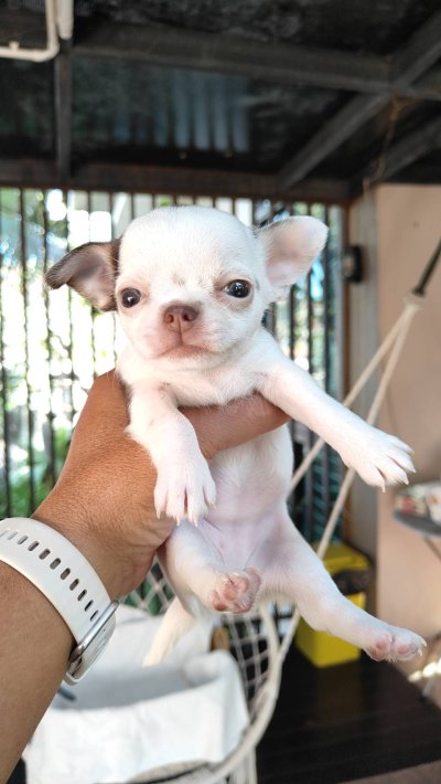 ผู้หญิง ขนสั้น น้องครีม (Cream)