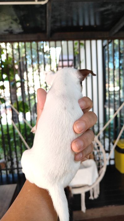 ผู้หญิง ขนสั้น น้องครีม (Cream)