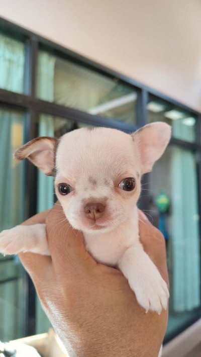 ผู้หญิง ขนสั้น น้องครีม (Cream)