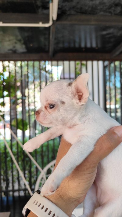 ผู้หญิง ขนสั้น น้องครีม (Cream)