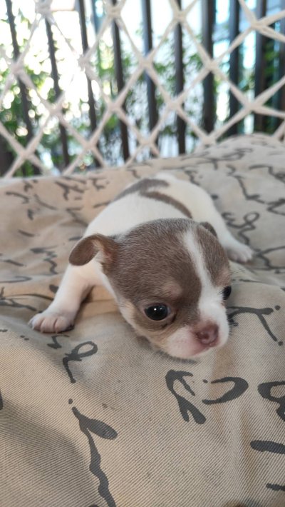 ผู้หญิงขนสั้น น้องปีใหม่