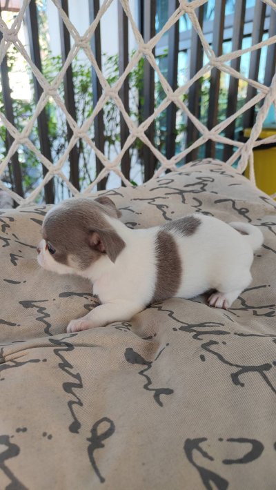 ผู้หญิงขนสั้น น้องปีใหม่