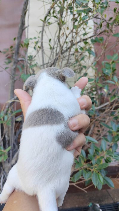 ผู้หญิงขนสั้น น้องปีใหม่