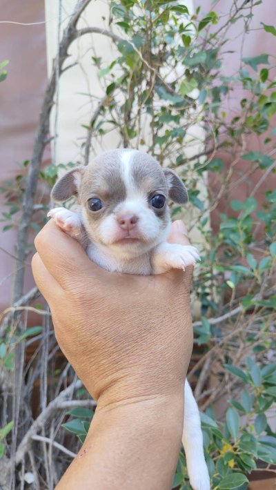 ผู้หญิงขนสั้น น้องปีใหม่