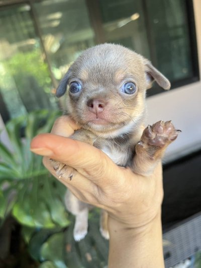 ผู้ชายขนสั้น น้องแฮรี่ (Harry)