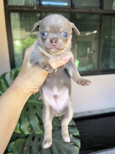 ผู้ชายขนสั้น น้องแฮรี่ (Harry)