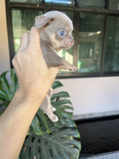 ผู้ชายขนสั้น น้องแฮรี่ (Harry)