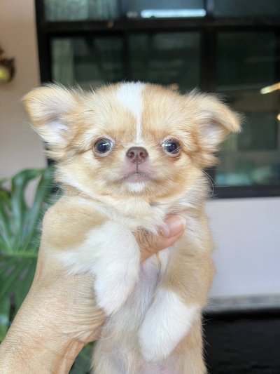 ผู้หญิงขนยาว น้องเหมยลี่(Meili)