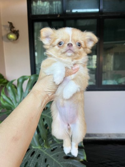 ผู้หญิงขนยาว น้องเหมยลี่(Meili)