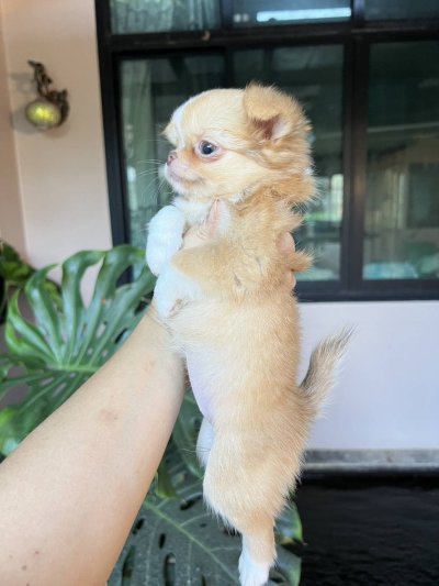 ผู้หญิงขนยาว น้องเหมยลี่(Meili)