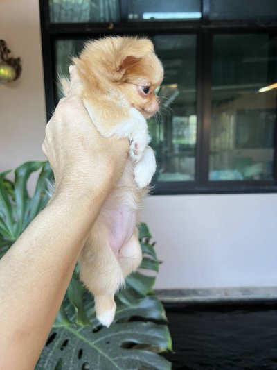 ผู้หญิงขนยาว น้องเหมยลี่(Meili)