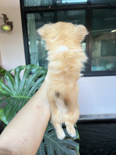 ผู้หญิงขนยาว น้องเหมยลี่(Meili)