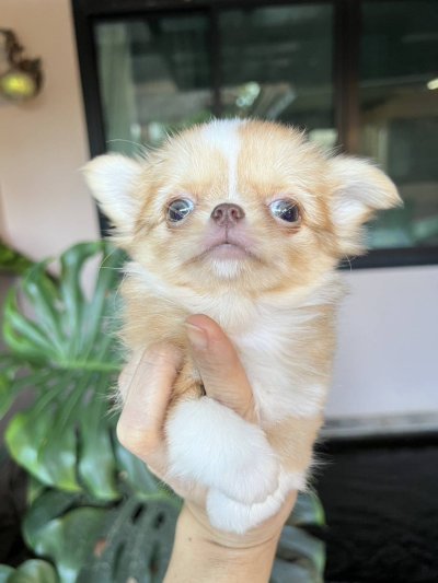 ผู้หญิงขนยาว น้องเหมยลี่(Meili)