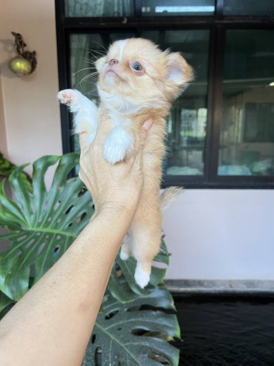 ผู้หญิงขนยาว น้องเหมยลี่(Meili)