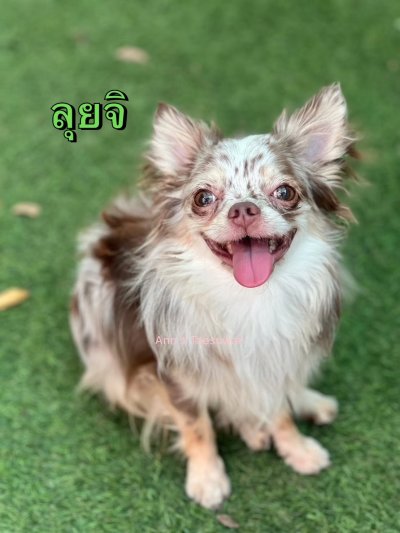 Male พ่อพันธุ์ลุยจิ (Luigi)