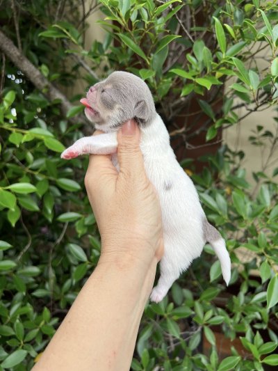 ผู้ชาย ขนสั้น น้องพอร์ช(Porsche)