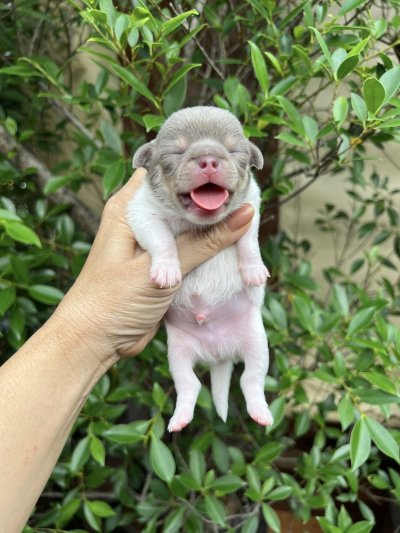 ผู้ชาย ขนสั้น น้องพอร์ช(Porsche)