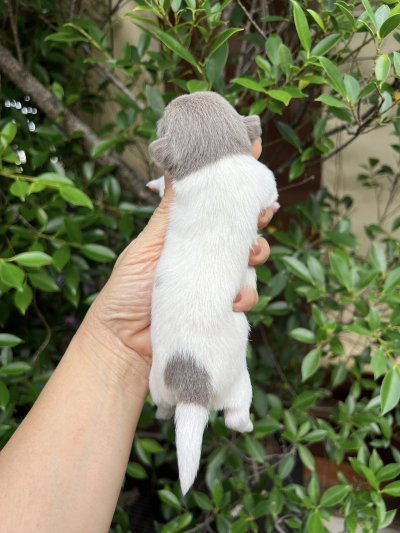 ผู้ชาย ขนสั้น น้องพอร์ช(Porsche)