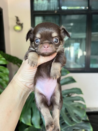 ผู้หญิง ขนยาว น้องมอคค่า