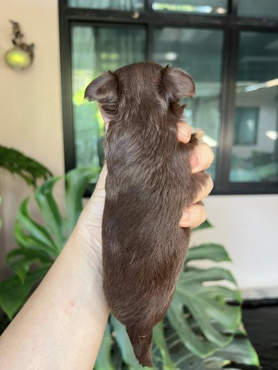 ผู้หญิง ขนยาว น้องมอคค่า