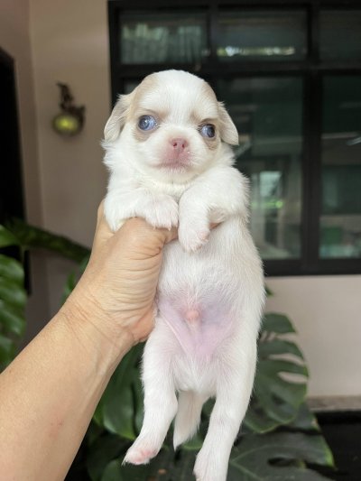 ผู้ชาย ขนยาว น้องลาเต้