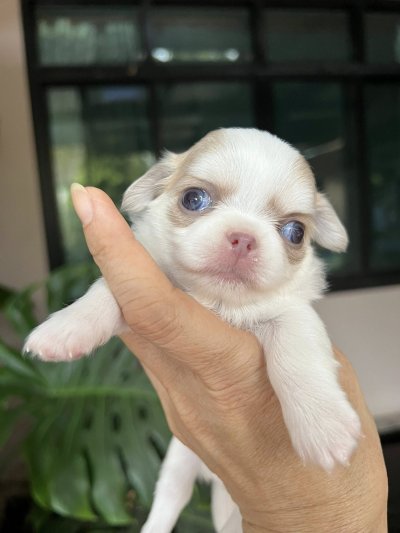 ผู้ชาย ขนยาว น้องลาเต้