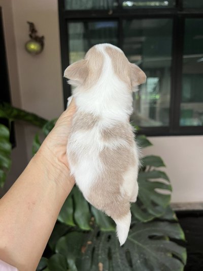 ผู้ชาย ขนยาว น้องลาเต้