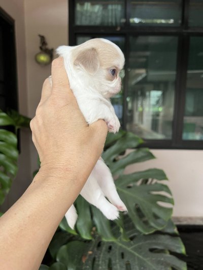 ผู้ชาย ขนยาว น้องลาเต้