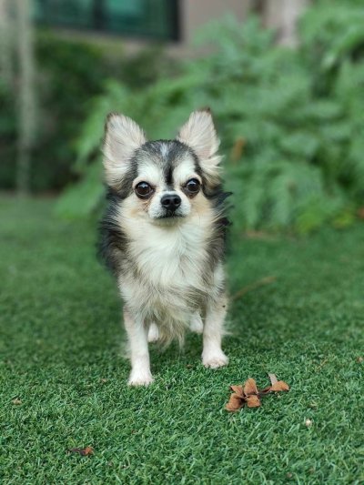 Male พ่อพันธุ์เรย์แบน Ray-Ban